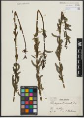 Foto von Salix purpurea L. x Salix viminalis L.